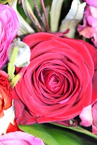 Bouquet of flowers petal nature