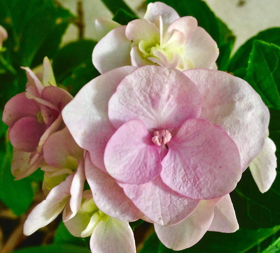 Pink rosa spring