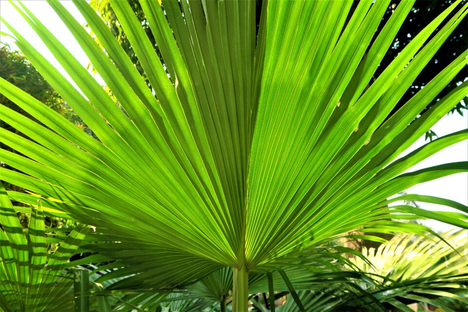 Plant summer nature