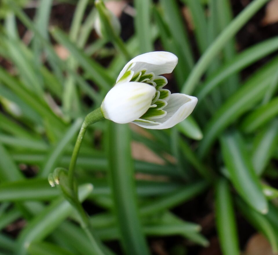 Garden grass snowdrop