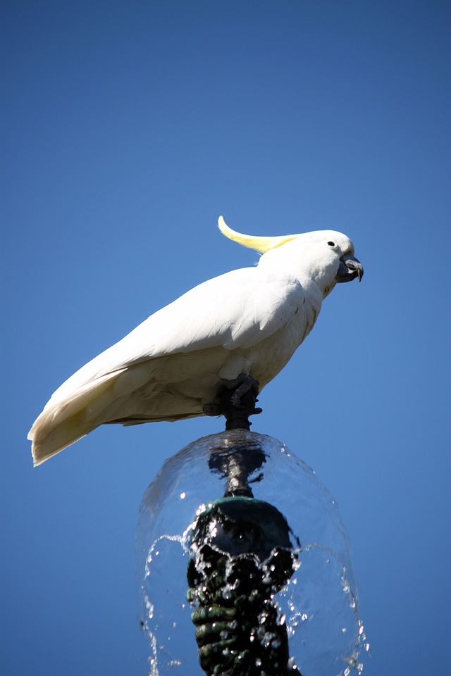 Garden bird fly