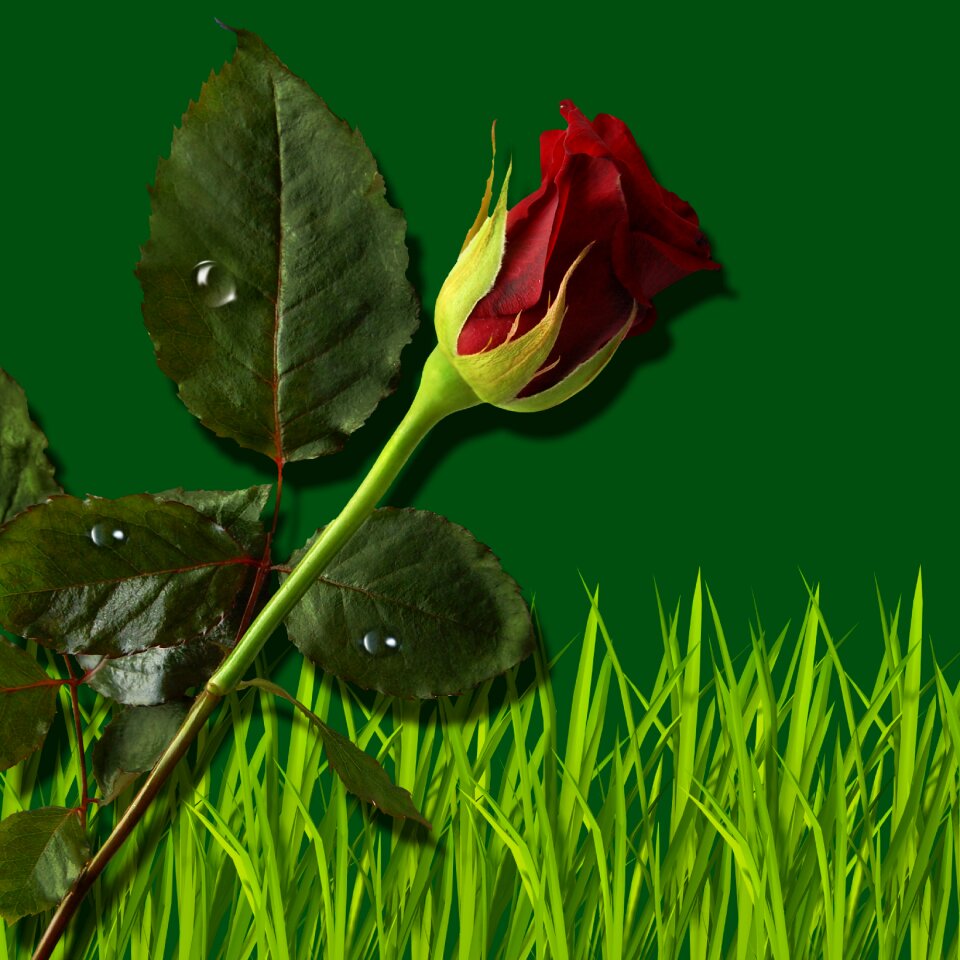 Flower red rose background