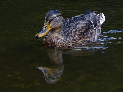 Mallard duck nature surface photo