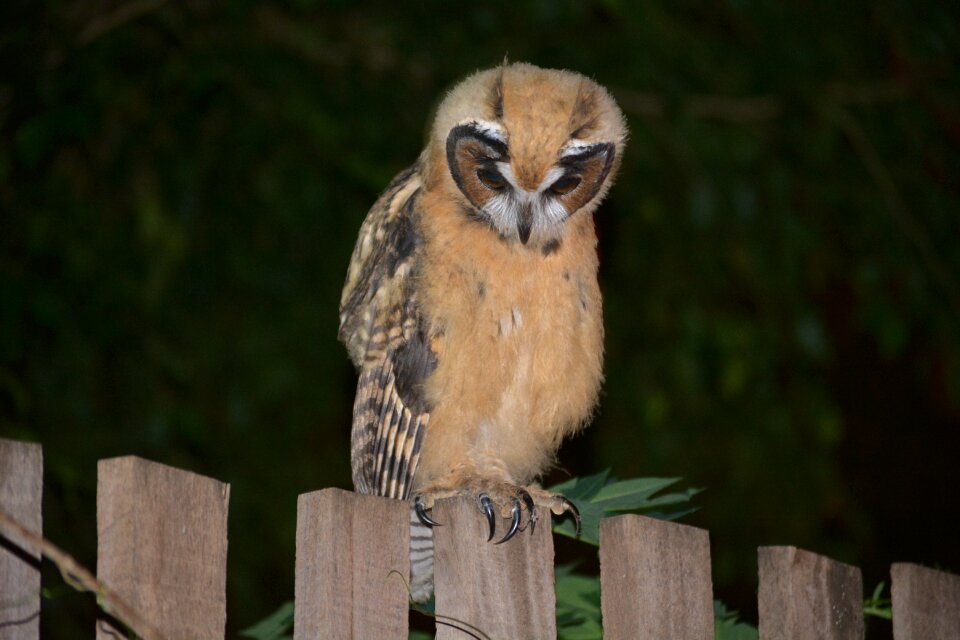 Nature animal outdoor owl