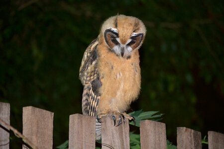 Nature animal outdoor owl