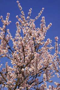 Nature almond blossom festival gimmel things