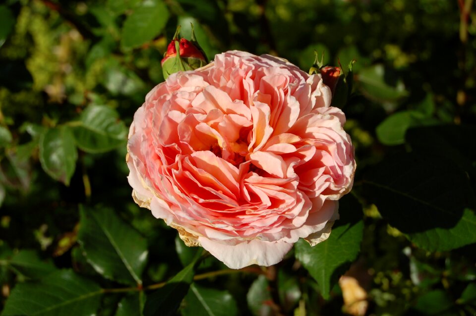 Plant leaf rose