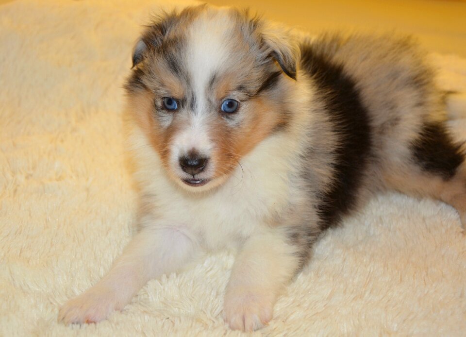 Color blue merle dog olympus dog