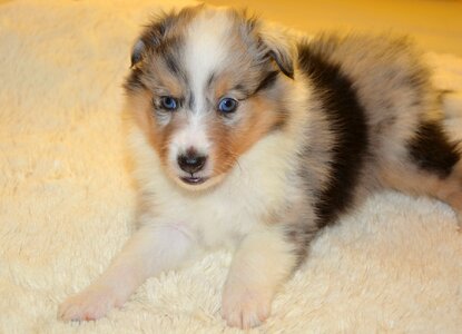 Color blue merle dog olympus dog