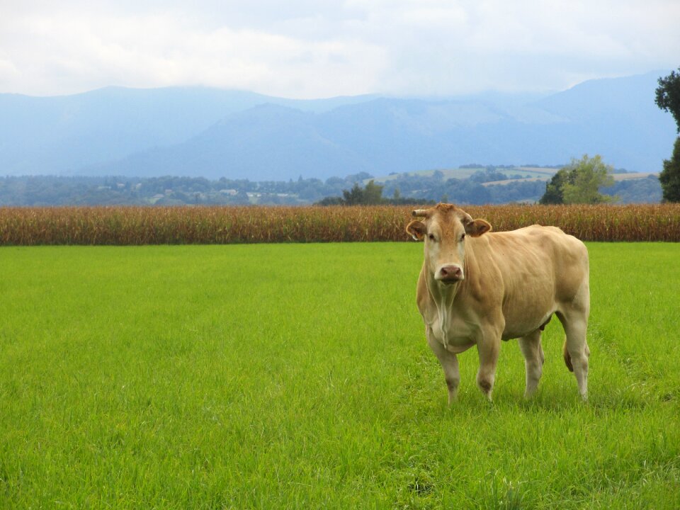 Landscape cow atlantic pyrenees