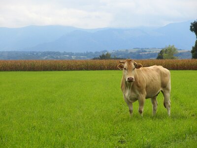 Landscape cow atlantic pyrenees