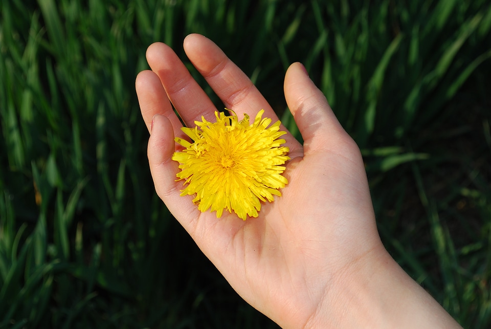 Blossom petal bright