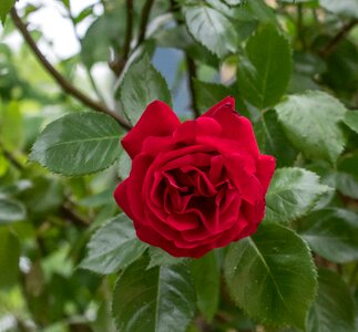 Leaf plant roses