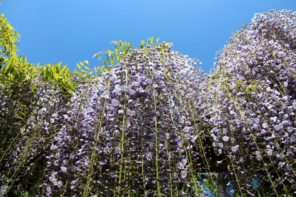 Season tree wisteria