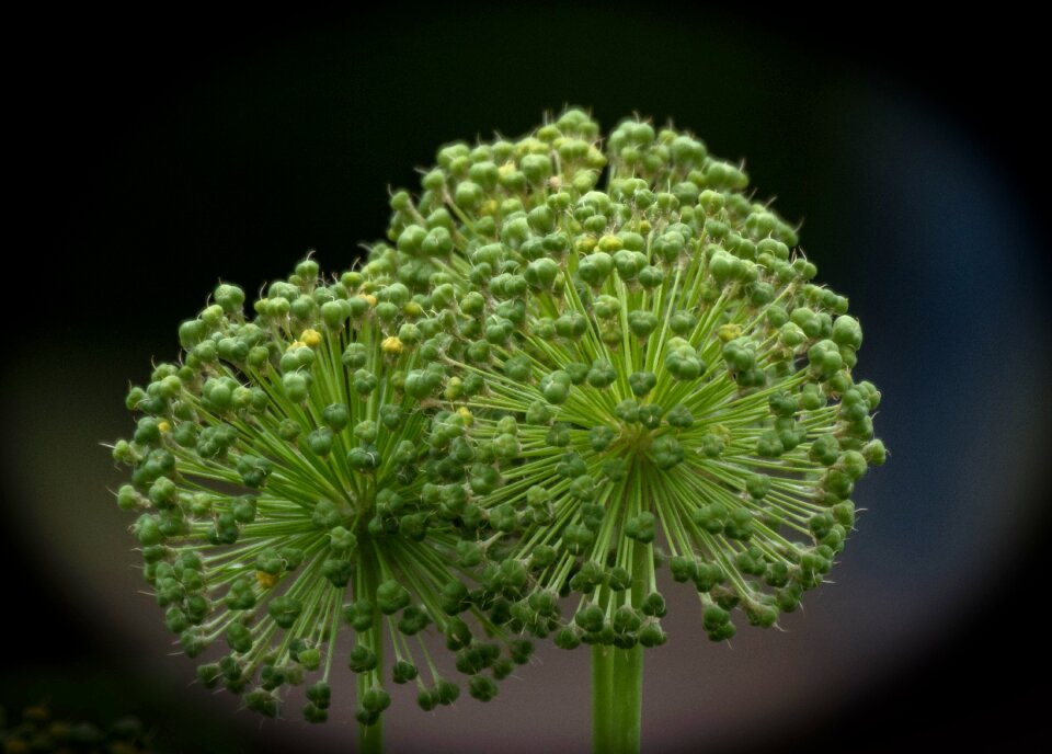 Leaf flower garden