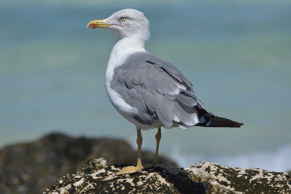 Animals nature sea