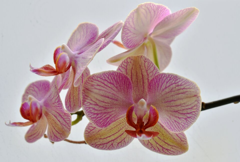 Tropical flora blooming