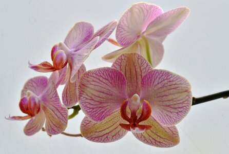 Tropical flora blooming