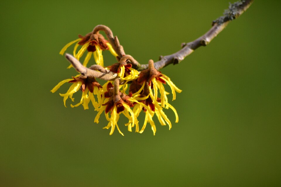 Witch hazel yellow blossom