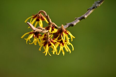 Witch hazel yellow blossom