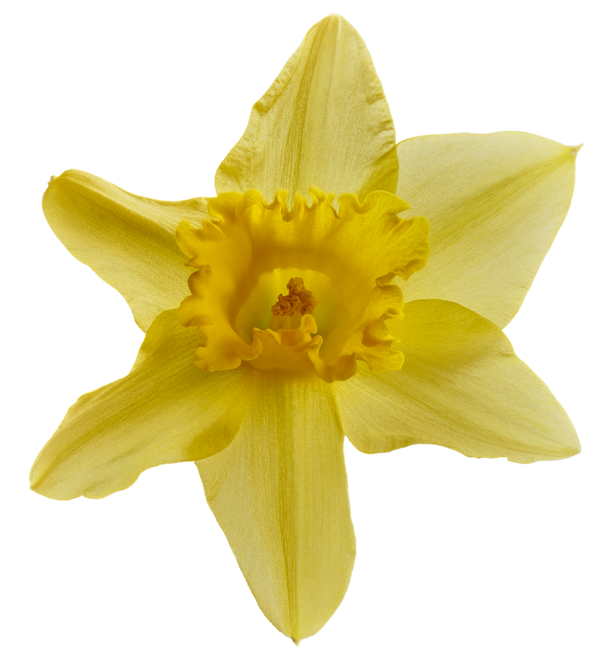 Close up flower nature