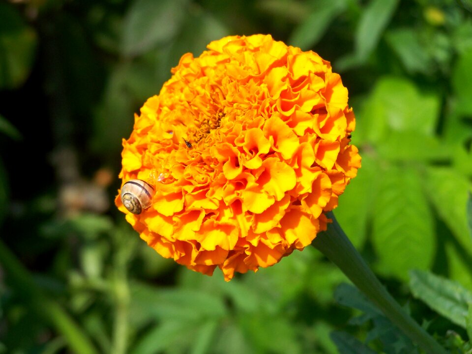 Sheet garden flowers