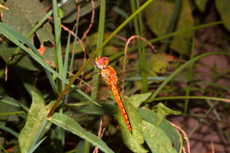 Outdoors plant krupnyj plan