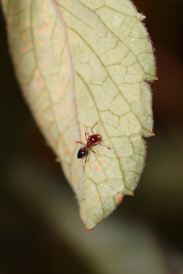 Bespozvonochnoe animals ant