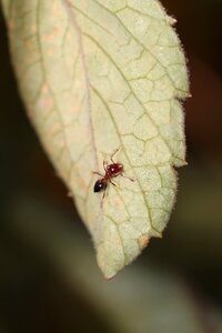 Bespozvonochnoe animals ant