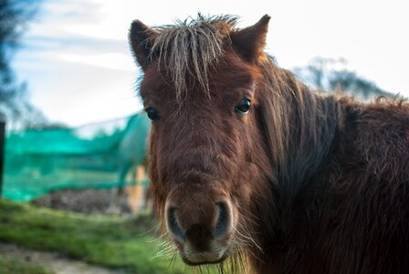 Animal animals horse