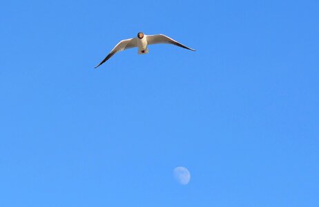 Flight animal world seagull