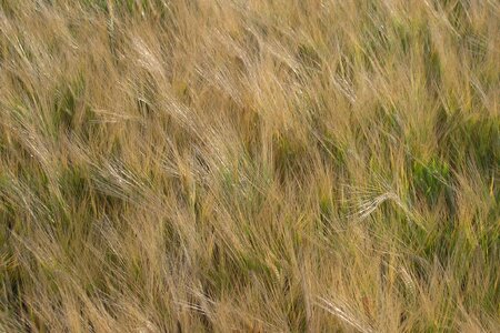 Wheat field growth