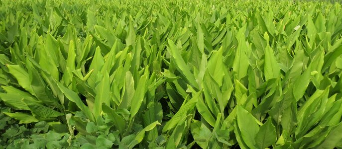 Nature summer grass