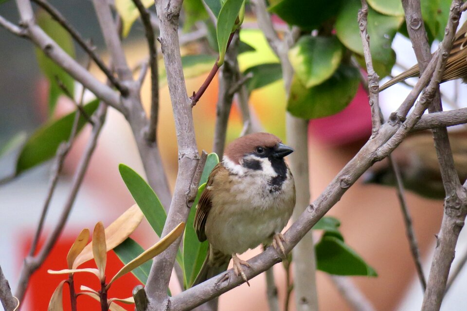 Outdoor wildlife compact