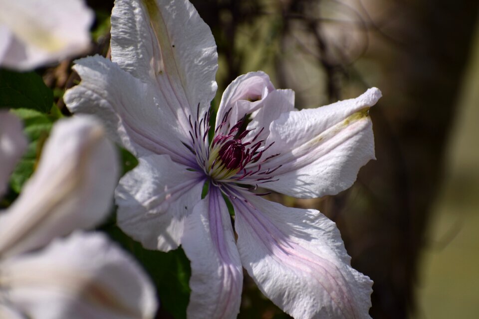 Outdoor garden flowers
