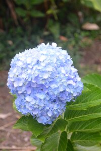 Flower garden hydrangea photo