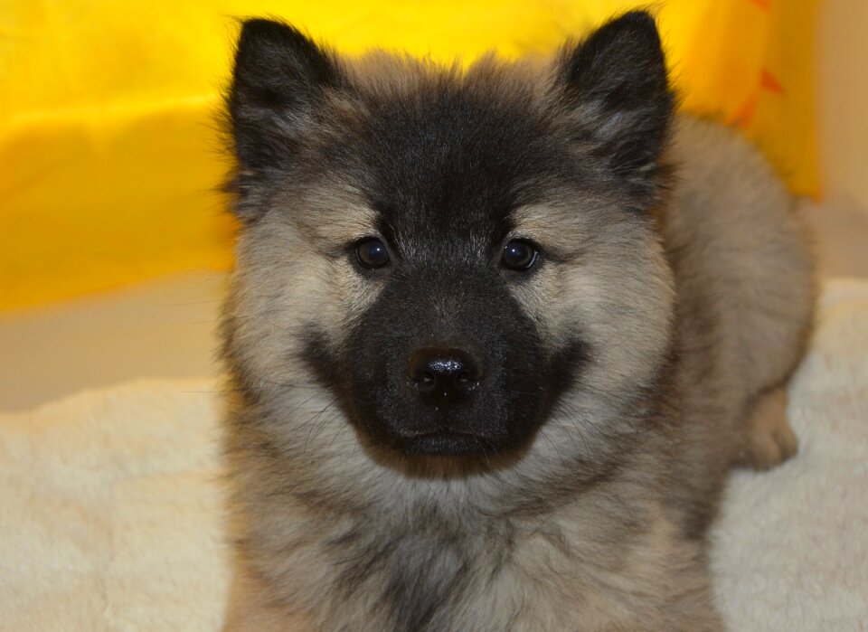 Eurasier puppy black muzzle black mask