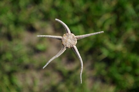 Star starfish run