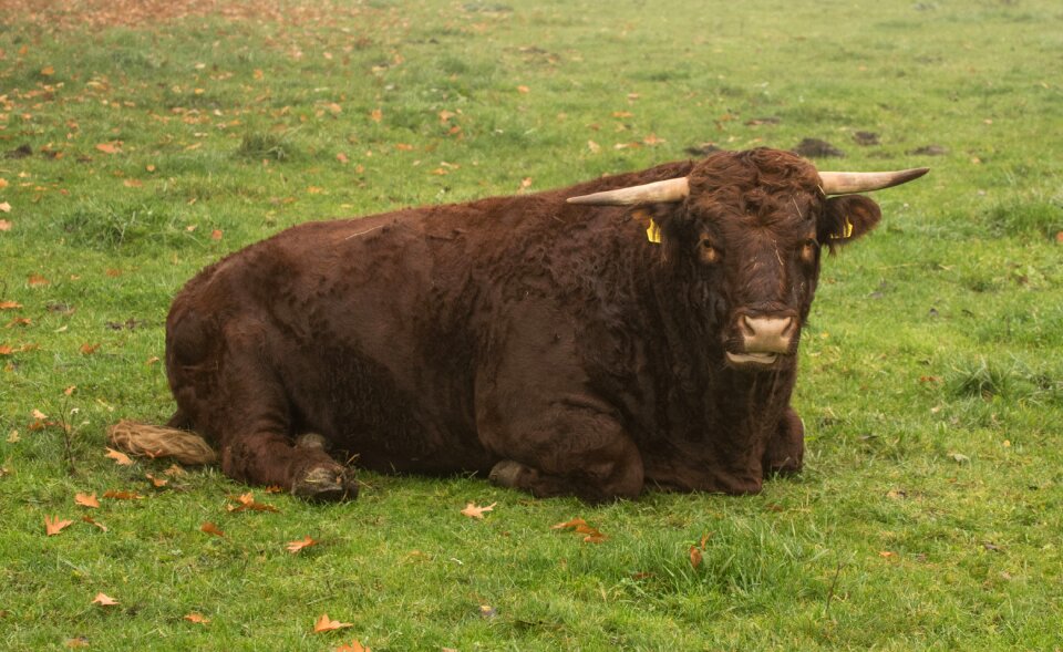 Cow grass agriculture