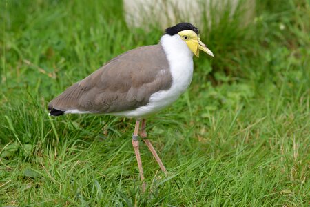 Animal world bird zoo
