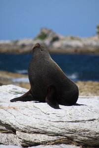 Sea sea lion new zealand