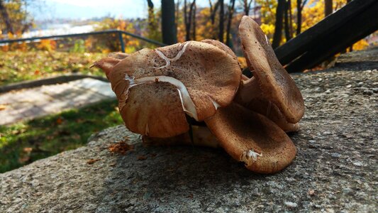 Explorer leaves hats