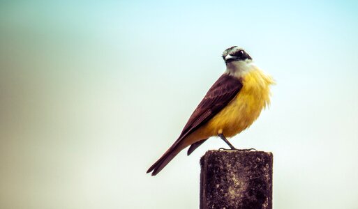 Animalia bemtevi bird
