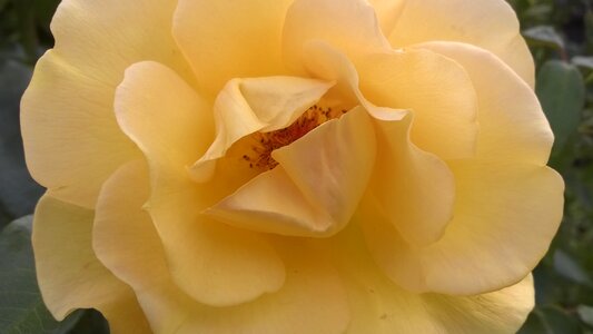 Petal blooming bloom