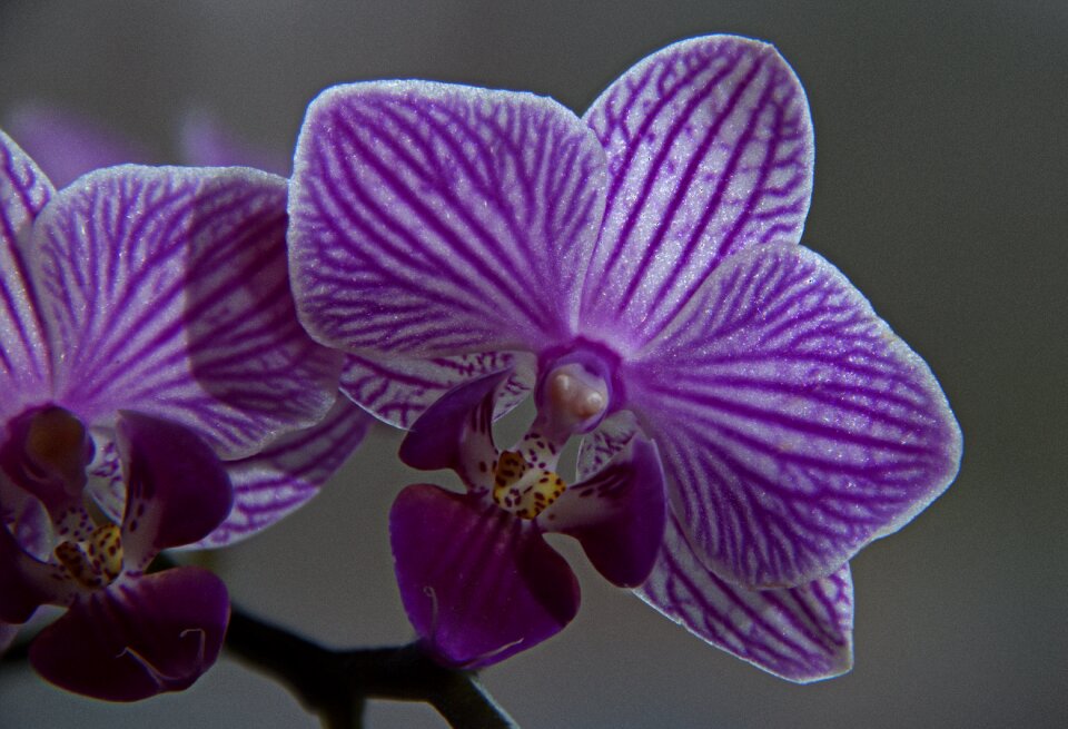 Tropical nature petal