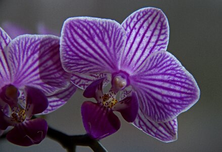 Tropical nature petal