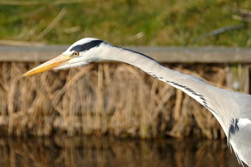 Nature close up hunt