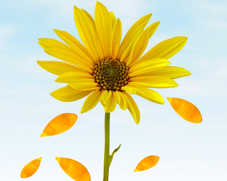 Summer petals yellow flower