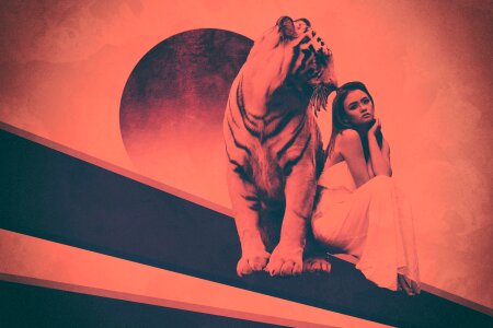Animal wild tiger
