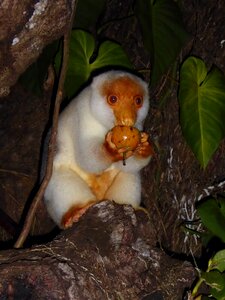 Animal world nature monkey